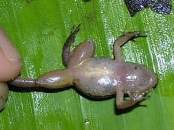 Image of Rocket Frogs