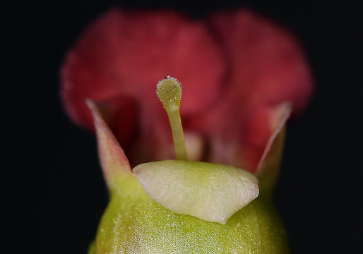 Image of desert figwort