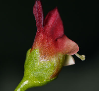 Imagem de Scrophularia desertorum (Munz) R. J. Shaw