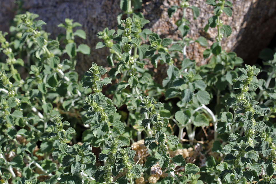 Imagem de Marrubium vulgare L.