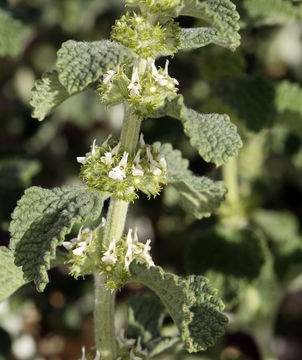 Image of horehound