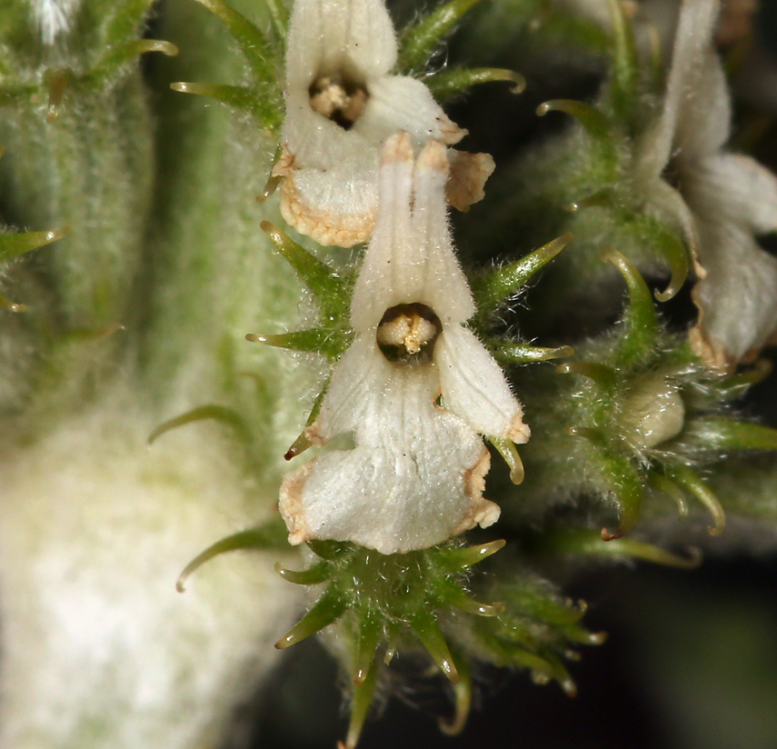 Image of horehound