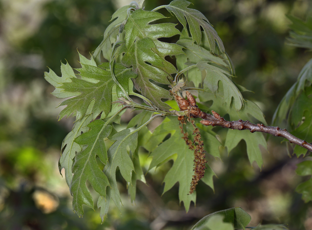 Image of California black oak