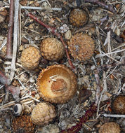 Image of California black oak