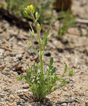 Image de Tropidocarpum gracile Hook.