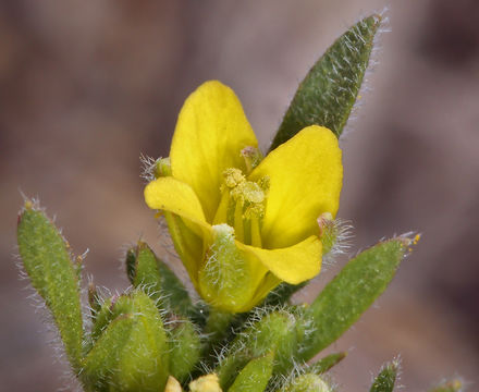 Imagem de Tropidocarpum gracile Hook.