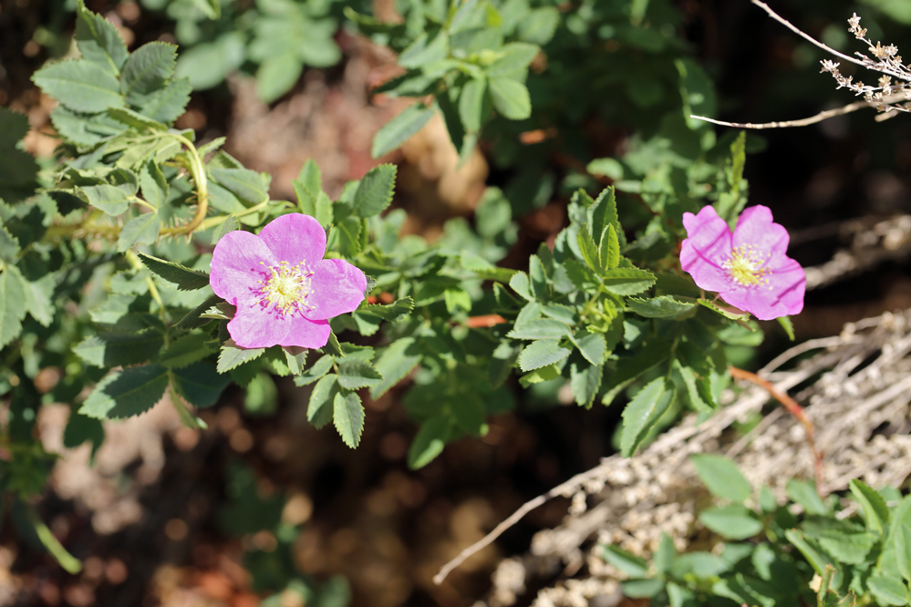 صورة Rosa woodsii subsp. gratissima (Greene) W. H. Lewis & Ertter