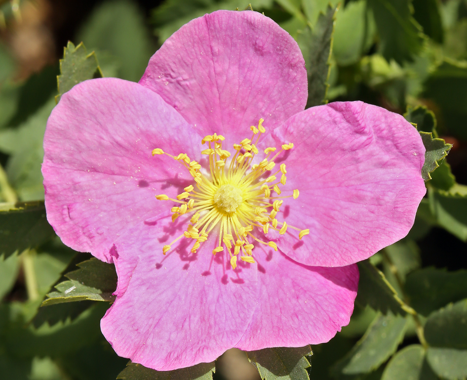 Sivun Rosa woodsii subsp. gratissima (Greene) W. H. Lewis & Ertter kuva