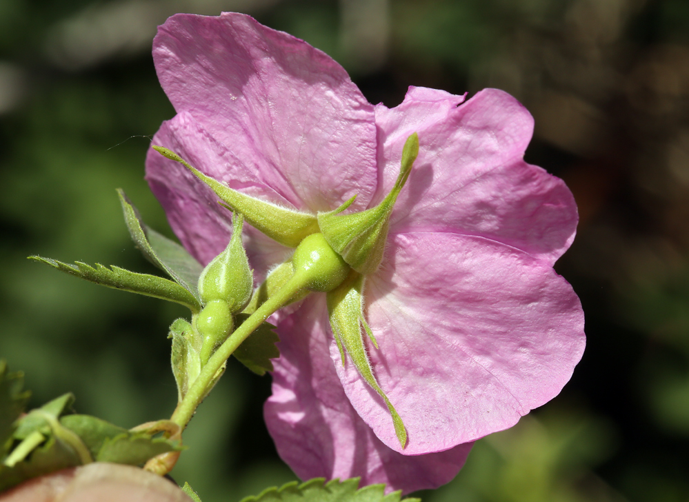 Sivun Rosa woodsii subsp. gratissima (Greene) W. H. Lewis & Ertter kuva