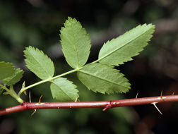 Sivun Rosa woodsii subsp. gratissima (Greene) W. H. Lewis & Ertter kuva