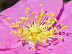 صورة Rosa woodsii subsp. gratissima (Greene) W. H. Lewis & Ertter