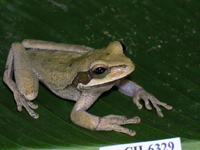 Image of Mexican Treefrogs