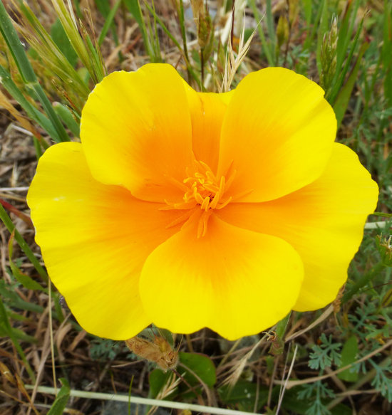 Image of California poppy