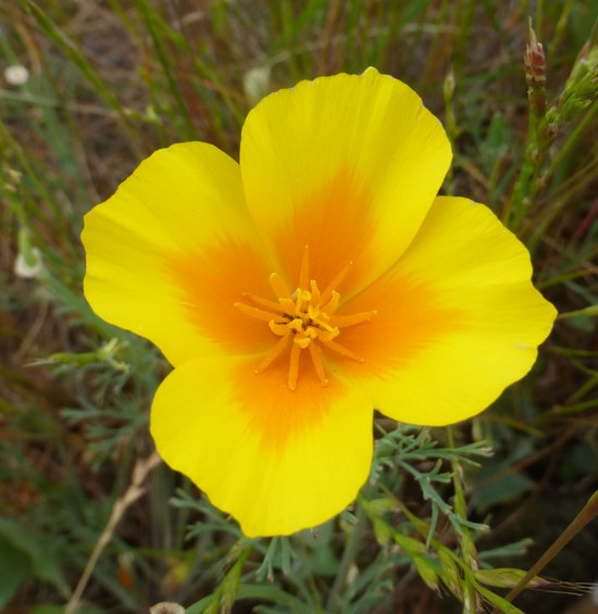 Image of California poppy