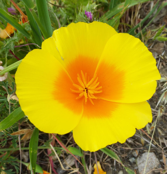 Image of California poppy