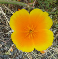 Image of California poppy