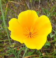 Image of California poppy