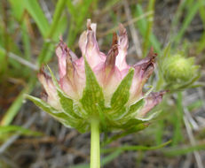 Image de Trifolium fucatum Lindl.