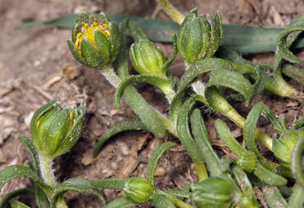 Lasthenia gracilis (DC.) Greene的圖片