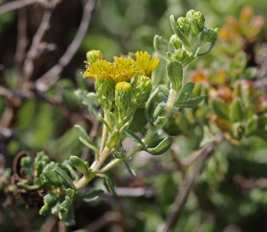 Image of Menzies' goldenbush