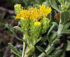 Image de Isocoma menziesii var. vernonioides (Nutt.) G. L. Nesom