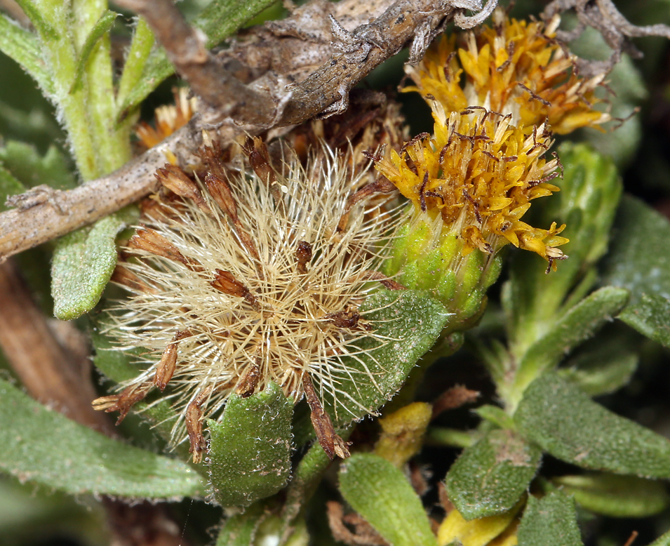 Image de Isocoma menziesii var. vernonioides (Nutt.) G. L. Nesom