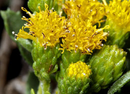 Image de Isocoma menziesii var. vernonioides (Nutt.) G. L. Nesom