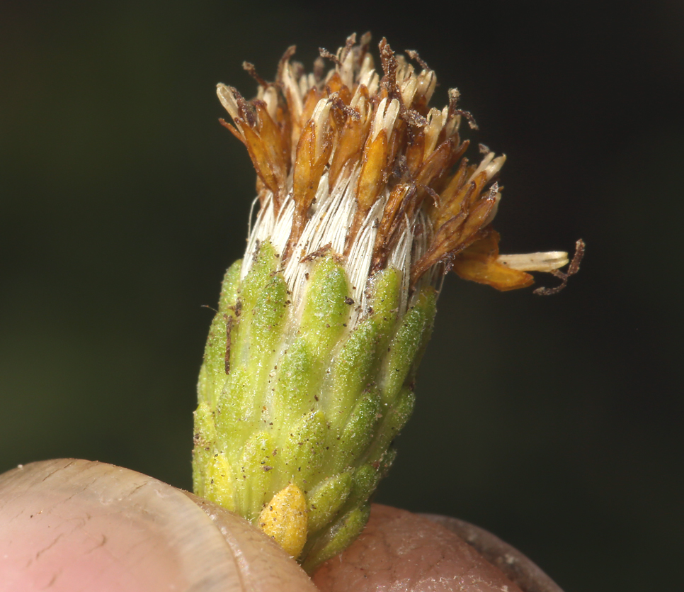 Image de Isocoma menziesii var. vernonioides (Nutt.) G. L. Nesom