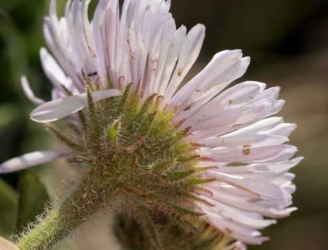 Image of seaside fleabane