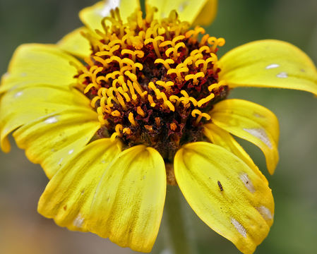 Sivun Encelia californica Nutt. kuva