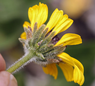 Sivun Encelia californica Nutt. kuva