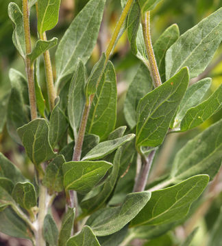 Sivun Encelia californica Nutt. kuva