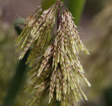 Lamarckia aurea (L.) Moench resmi