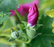 Слика од Malva assurgentiflora (Kellogg) M. F. Ray