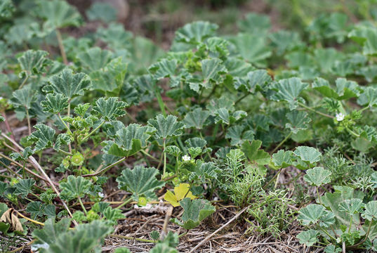 Image of Least Mallow