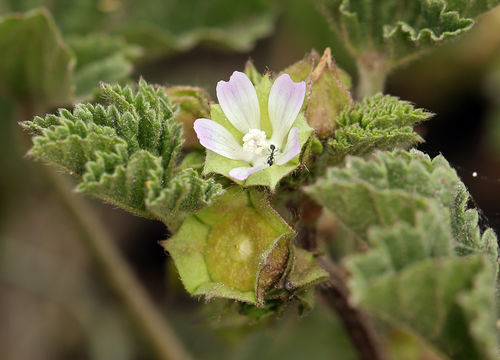 Image of Least Mallow