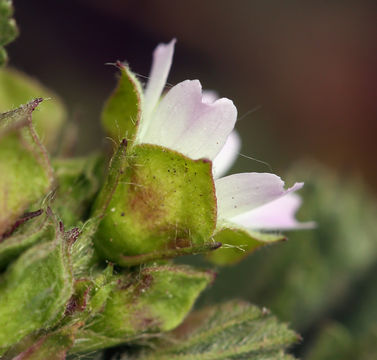 Image of Least Mallow