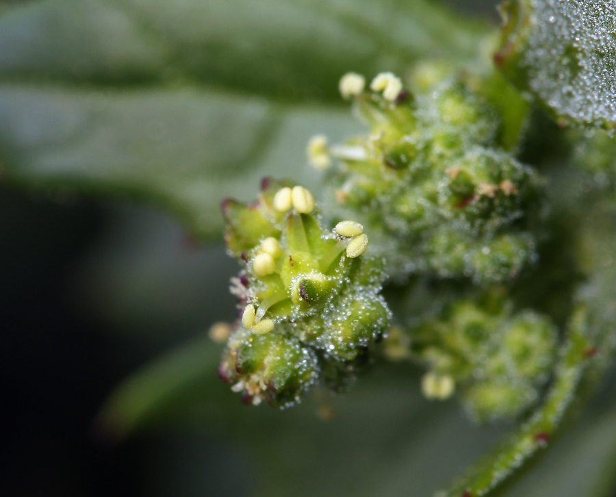 Image of <i>Chenopodium murale</i>