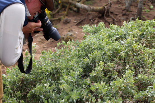 Image of big saltbush