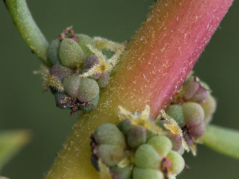 صورة Suaeda taxifolia (Standl.) Standl.