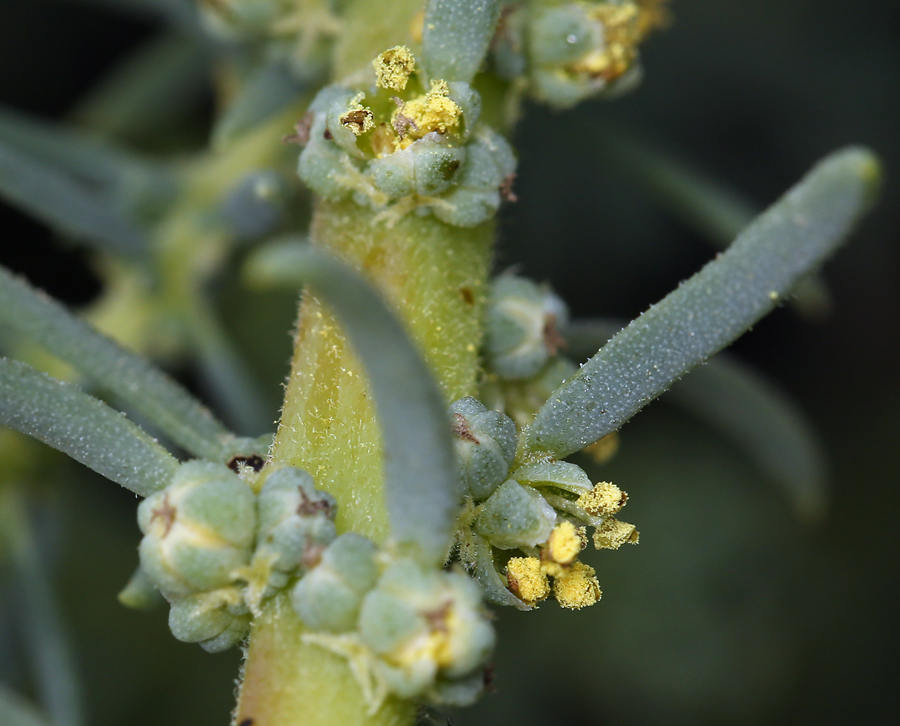 صورة Suaeda taxifolia (Standl.) Standl.