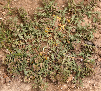 Image of veiny pepperweed