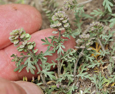 Sivun Lepidium oblongum Small kuva