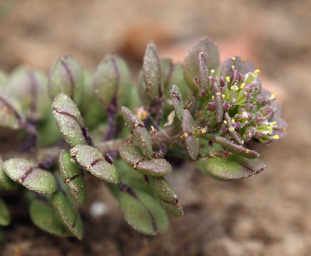 Image of veiny pepperweed