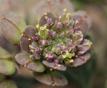 Image of veiny pepperweed