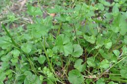 Слика од Pelargonium grossularioides (L.) L'Her.