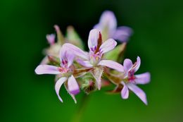 Слика од Pelargonium grossularioides (L.) L'Her.