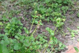 Слика од Pelargonium grossularioides (L.) L'Her.