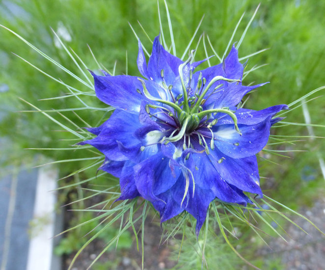 Plancia ëd Nigella damascena L.