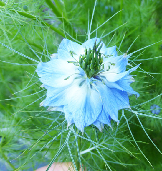 Plancia ëd Nigella damascena L.